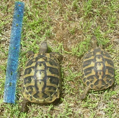 female hermans