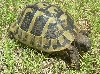 Herman's Tortoise