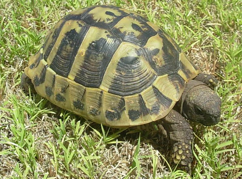 Herman's Tortoise