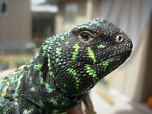 Male Ornate