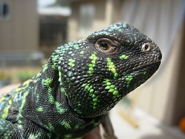 Male Ornate