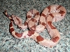 Female 1