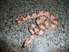 Female 2