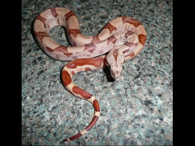 Female 3