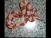 Male 1