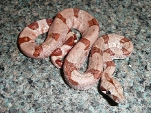 Male 2