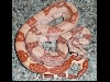 Male 3