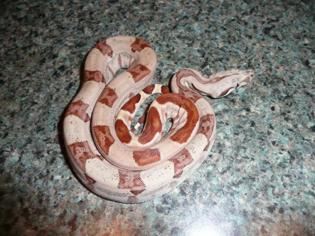 Male 5