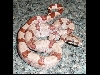 Male 6