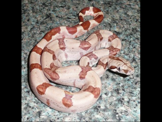 Male 6
