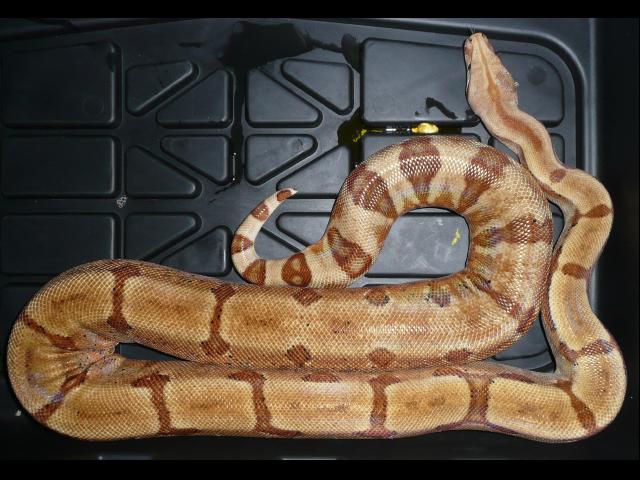 2005 Super Salmon Female
