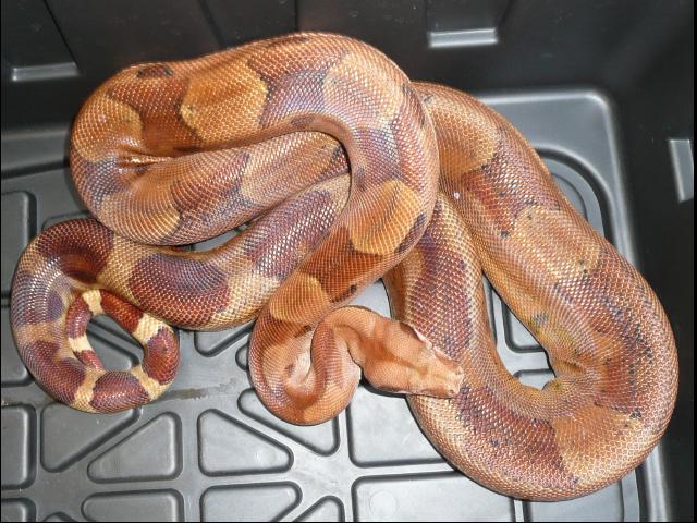 2005 Super Salmon Male
