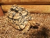 Leopard Male 1
