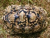 Leopard Male 2