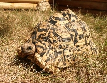 Leopard Male 2
