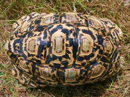Leopard Male 2