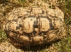 Leopard Male 3