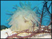 Saltwater - Austin Aquariums
