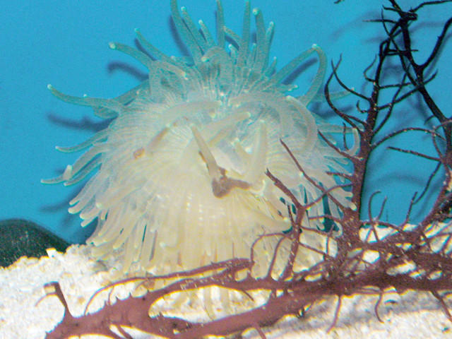 Saltwater - Austin Aquariums