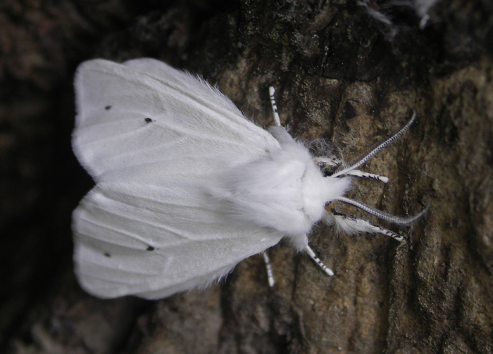Unknown white moth