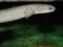 Senegal Bichir - Dinosaur Eel