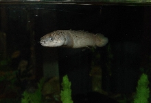 Senegal Bichir - Dinosaur Palmas
