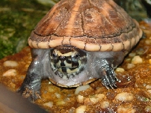 The King - 3 Striped Mud Turtle - 'Tortwahz'
