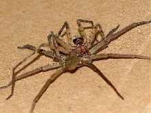 Huntsman, Wood Spiders Mating