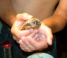 Two Yr. Old 3 Striped Mud Turtle