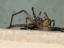 Wood Spiders Mating