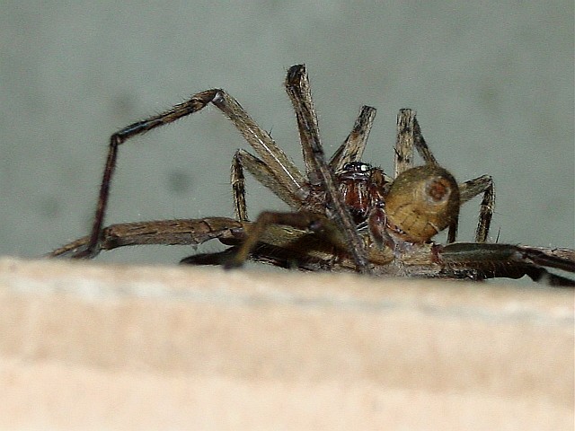 Wood Spiders Mating
