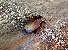 Is This a Red Bark Beetle?