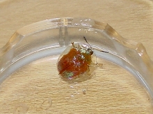 Golden Tortoise Beetle