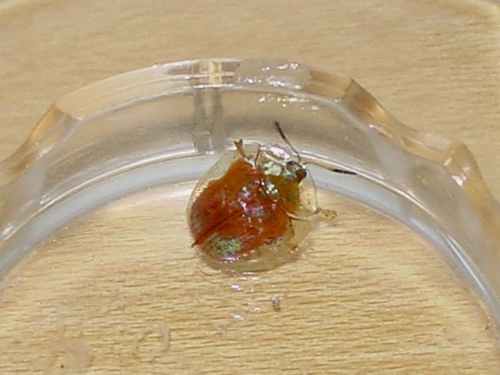 Golden Tortoise Beetle