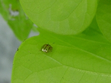 Golden Tortoise Beetle on Sweet potato