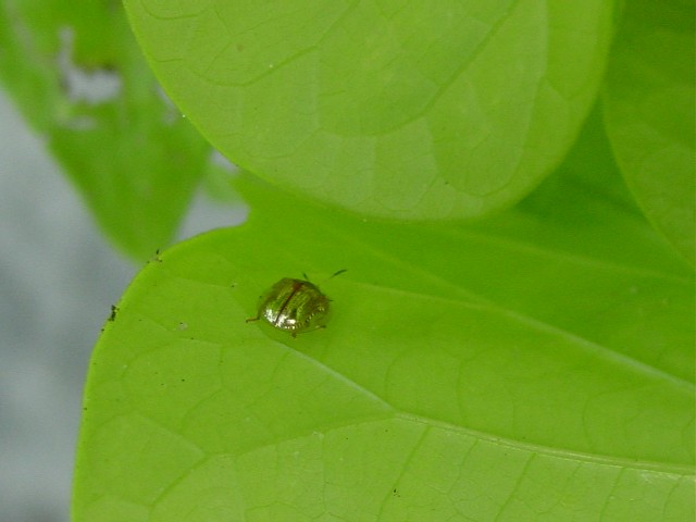 Golden Tortoise Beetle on Sweet potato