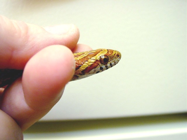 Corn Snake