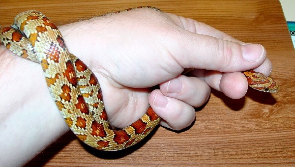 Corn Snake