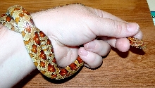 Corn Snake