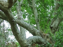 Barred Owlets
