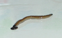 Land Planarian (Flat Worm)