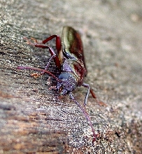 Is This a Red Bark Beetle?