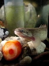 Dinosaur jr. (Polypterus bichir)