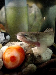 Dinosaur jr. (Polypterus bichir)