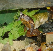 3 Striped Mud Turtle - Kinosternon baurii