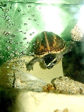 Happy Mud Turtle - Tortwahz