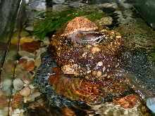 Twahzi Chillin' in his turtle tank