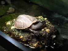 3 Striped Mud Turtle Sleeping