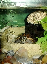 Mud Turtle Peeking Out of his SPA