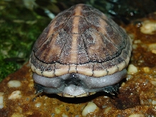 Too Fat Mud Turtle!